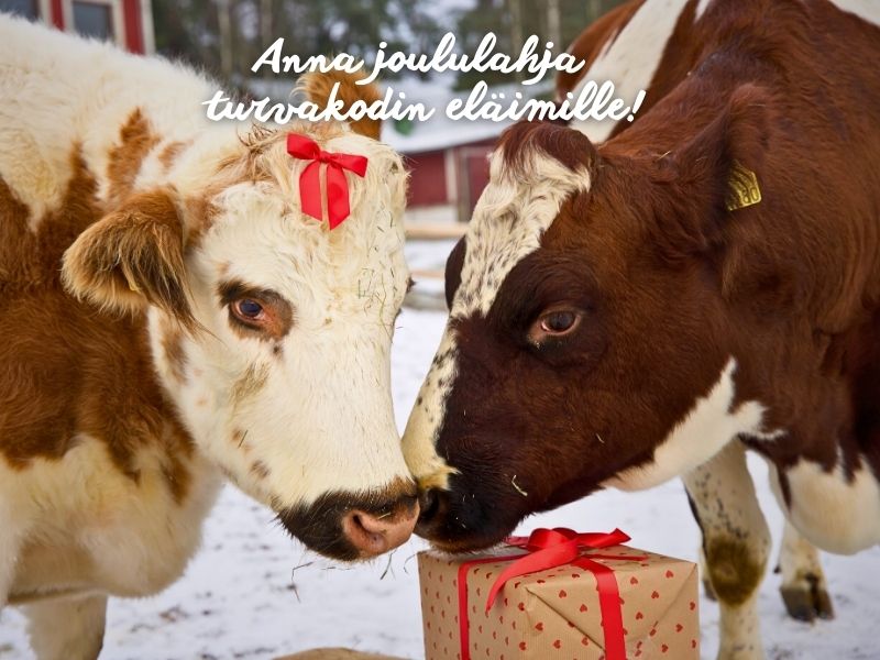 Moi! Minä olen Nunnu ja minulla olisi joulutoive. (800 x 600 px) Moi! Minä olen Nunnu ja minulla olisi joulutoive. (800 x 600 px)